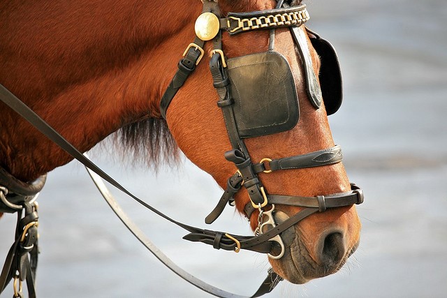 Image result for horse blinder images